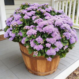 Aloha Blue, Ageratum